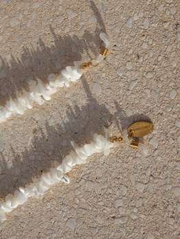 Łańcuszek do okularów Coco Bonito Coral Clara